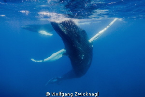 Adult humpback whale mother dancing between her cub and m... by Wolfgang Zwicknagl 